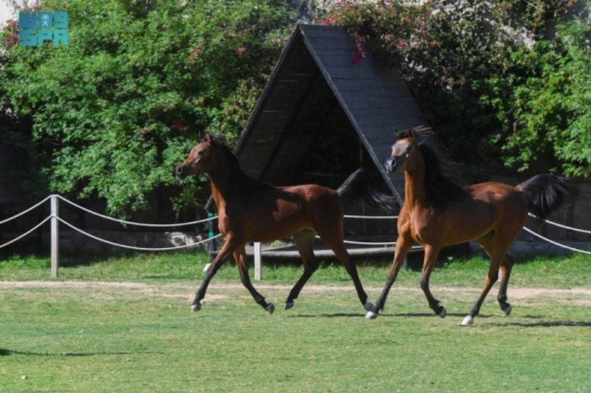 Taif: Guardian of the Arabian Horse’s Timeless Legacy